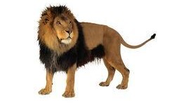 娱乐圈狮子和兔子的爆料,揭秘明星背后的真实故事