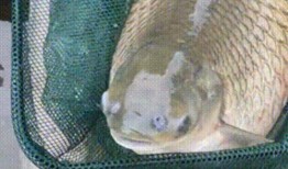 养草鱼爆料视频,养草鱼爆料视频深度解析