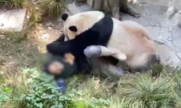 爆料熊猫事件视频大全,揭秘萌宠背后的趣味与真相