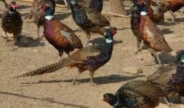 山鸡鱼的爆料方法视频讲解,视频详解揭秘高效爆料方法