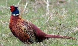 山鸡鱼的爆料方法视频讲解,视频详解揭秘高效爆料方法