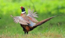 山鸡鱼的爆料方法视频讲解,视频详解揭秘高效爆料方法