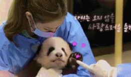 爆料熊猫事件视频大全,揭秘萌宠背后的趣味与真相