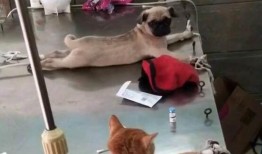 巴哥线索爆料了吗视频播放,揭秘背后惊人真相