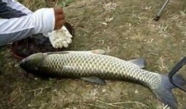 养草鱼爆料视频,养草鱼爆料视频深度解析