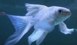 养草鱼爆料视频,养草鱼爆料视频深度解析