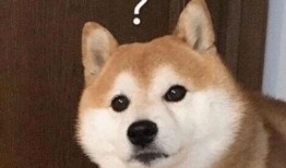 巴哥线索爆料了吗视频播放,揭秘背后惊人真相