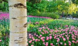 哈尔滨植物园爆料事件视频,揭秘园内惊人真相