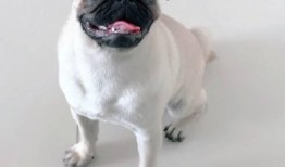 巴哥线索爆料了吗视频播放,揭秘背后惊人真相